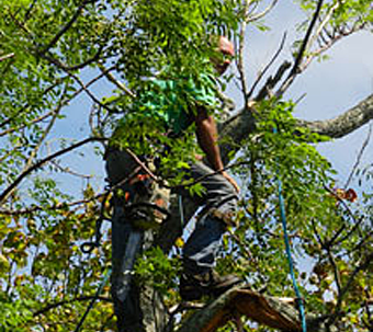 Beaches Tree Service